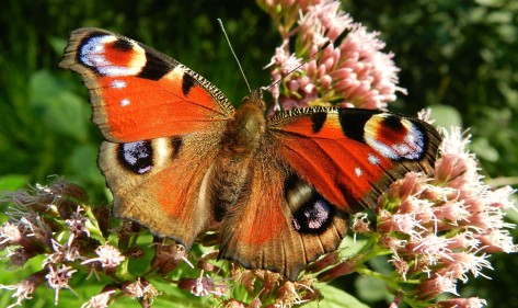 butterfly-176156_1920