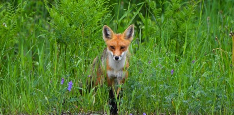 fox-1123444_1920