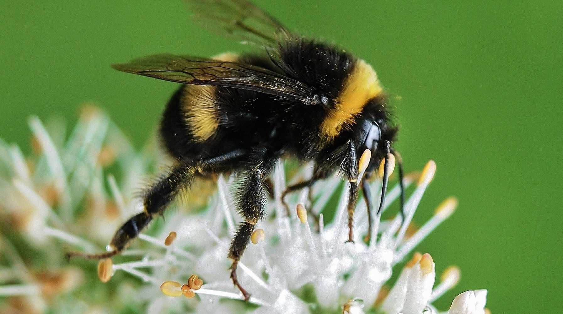 bumblebee-535247_19201.jpg