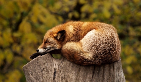 Fox asleep -1284512_1920