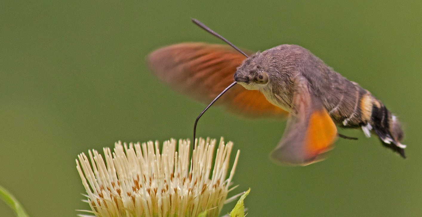 hummingbird-hawk-moth-889807_19201.jpg